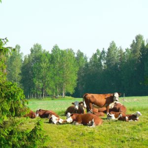 Gröna Hagars Kött